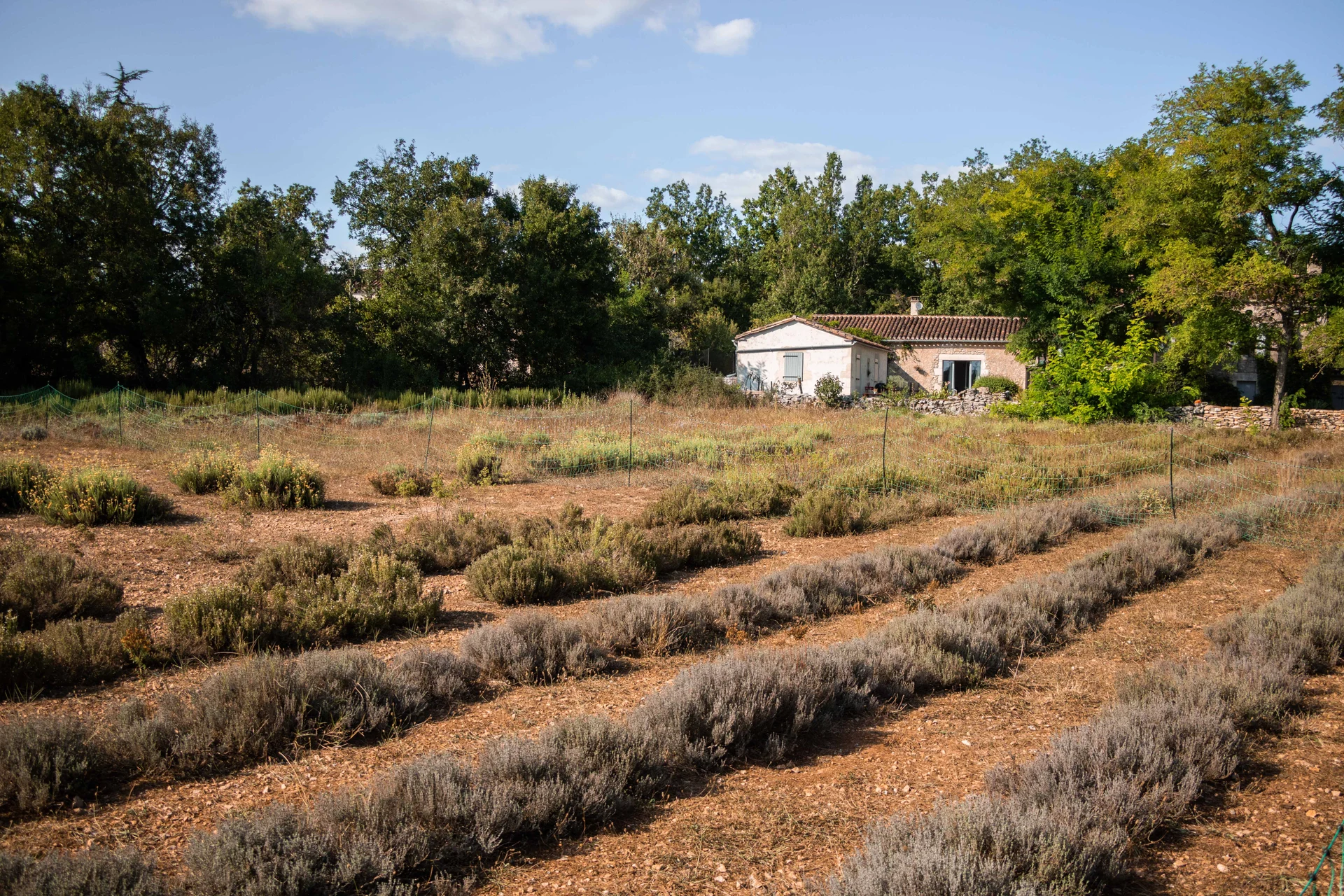 Les plantes aromatiques devant la ferme